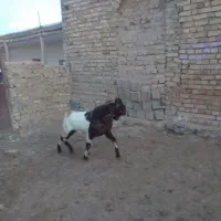 بزغاله بز میش بره|حیوانات مزرعه|سردرود, |دیوار