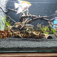 ماهی ردلاین و بارب فلامنت