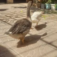 دو عدد غاز بالغ نر و ماده