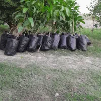 نهال انبه پیوندی