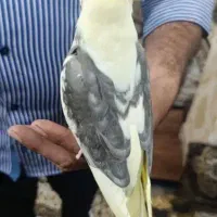 عروس هلندی ابلغ دستی|پرنده|قم, چهل اختران|دیوار