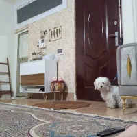 سگ پاکوتاه اسم برفی نژاد شیتوزو