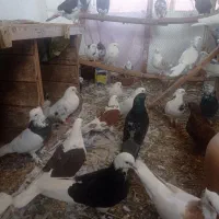 کبوتر پرشی و فوق العاده زیبا و خال قدیم