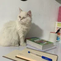 واگذاری گربه|گربه|سنندج, |دیوار