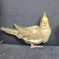 جوجه عروس هلندی جوجه|پرنده|پاکدشت, پاکدشت (مامازند)|دیوار