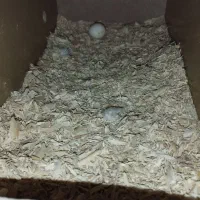 عروس هلندی جفت با تخم|پرنده|ری, عباسآباد|دیوار