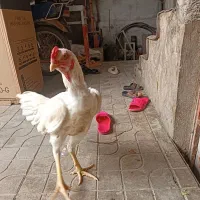 مرغ و خروس لاری