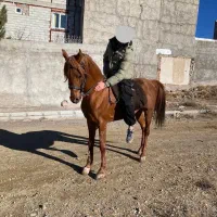 اسب عرب|اسب و تجهیزات اسبسواری|اردبیل, |دیوار