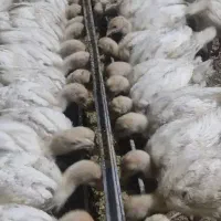 جوجه رنگی|حیوانات مزرعه|بندرعباس, |دیوار