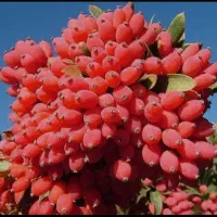 نهال زرشک|خدمات باغبانی و درختکاری|تهران, جهاد|دیوار