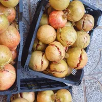 انار .خطی.ترکیده.رب انار درجه یک