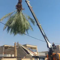 بریدن نخل حرس نخل سمپاشی نخل درآوردن ریش نخل|خدمات باغبانی و درختکاری|اهواز, نادری|دیوار