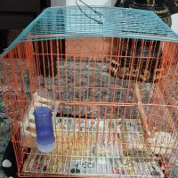 عروس هلندی لپ قرمزی