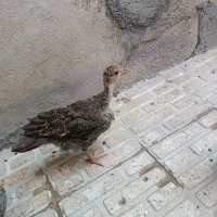 بوغلمون دوماه نر