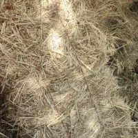کاه(کلوش،سرچینا)جو