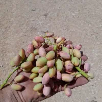 زمین باغ شهری ۱۰۰۰ متری باغ پسته ای واقع در داریون|فروش زمین و ملک کلنگی|شیراز, داریون|دیوار