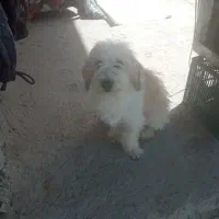 وگزاری سگ پاکوتاه