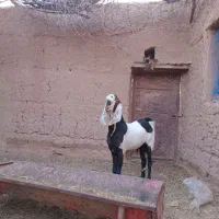 نربز پاکستانی اصل|حیوانات مزرعه|خواف, |دیوار