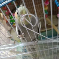 عروس هلندی نیمه اهلی