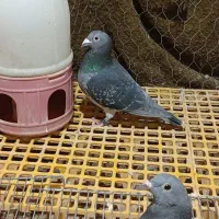 مسافتی کبوتر