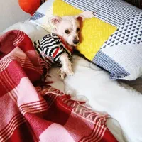 سگ شیتزو گم شده|سگ|اهواز, نادری|دیوار