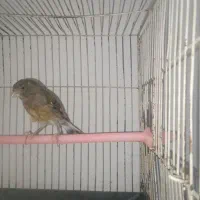 سهره قناری گرینچیک طوطی مینا گلدین راهب