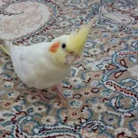 عروس هلندی ماده