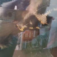 ماهی اسکار|ماهی|تربتحیدریه, شهرک ولیعصر|دیوار