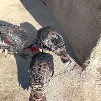 بوقلمون|حیوانات مزرعه|شیروان (لرستان), |دیوار