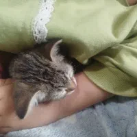 گبره پشی بازی گوش