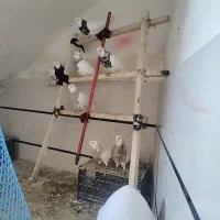 ۷عددطوقی چاپدار