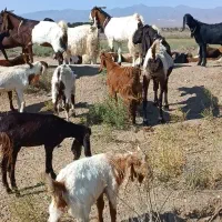 فروش 12راس بزغاله پاکستانی نر ماده چاق