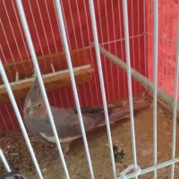 عروس هلندی سینامون