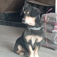 سگ پاکوتاه حرف گوش کن|سگ|اراک, |دیوار