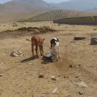 گوساله ۲ ماه نرو ماده