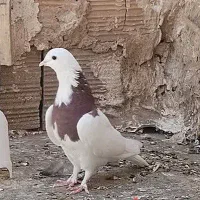 طوقی فروشی