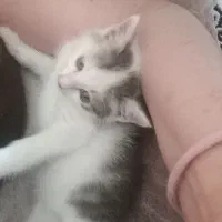 واگذاری گربه|گربه|رشت, توشیبا|دیوار