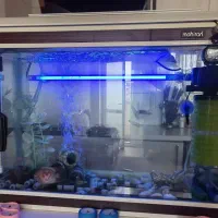 آکواریوم منحنی ماهیران