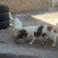 سگ پاپی خوشگل تربیت شده باهوش|سگ|اصفهان, نصرآباد|دیوار