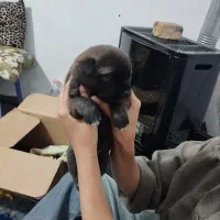 توله سرابی به شرط