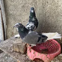 کبوتر نروماده تکپر پرشی ویه جفت رنگی نرسبز تکی|پرنده|گنبد کاووس, |دیوار