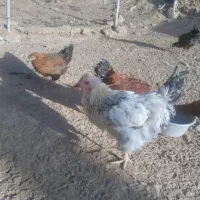 خروس