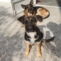 توله ژرمن ورک لاین اصلی