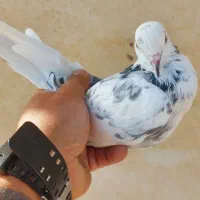 کفتر (گرفتنی) کبوتر|پرنده|تهران, منیریه|دیوار