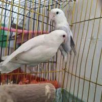 کوتوله برزیلی