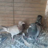 کبوتر پلاکی|پرنده|اردکان, |دیوار