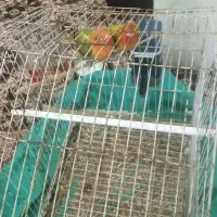 یه جفت طوطی برزیلی یوینگ گولد ۱ساله|پرنده|باوی, |دیوار