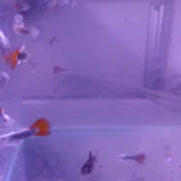 ماهی گوپی وایت رد تِیل|ماهی|مشهد, امیریه|دیوار