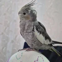 قفس عروس هلندی