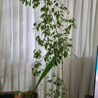 بنجامین سرحال  و کاج مطبق